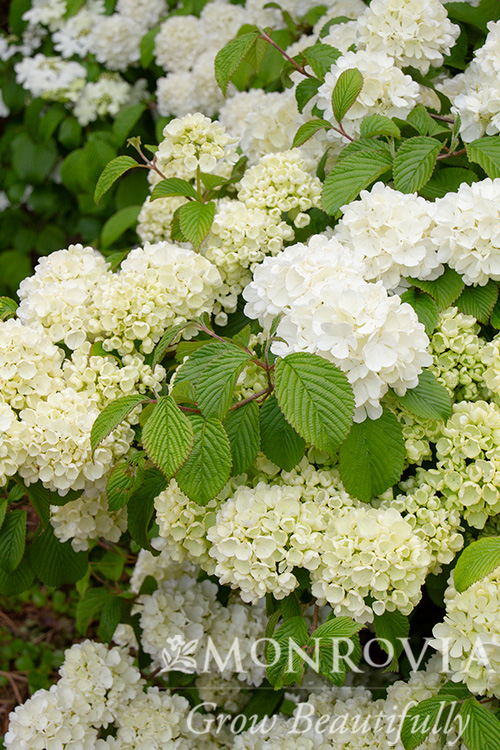 VIBURNUM POPCORN 3 GAL