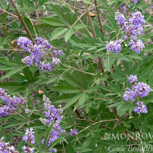 VITEX SHOAL CREEK 15 GAL