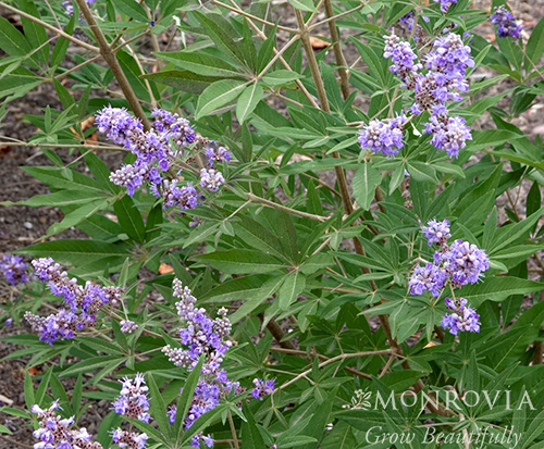 VITEX SHOAL CREEK 15 GAL