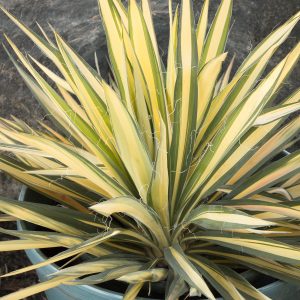 YUCCA COLOR GUARD 3 GAL