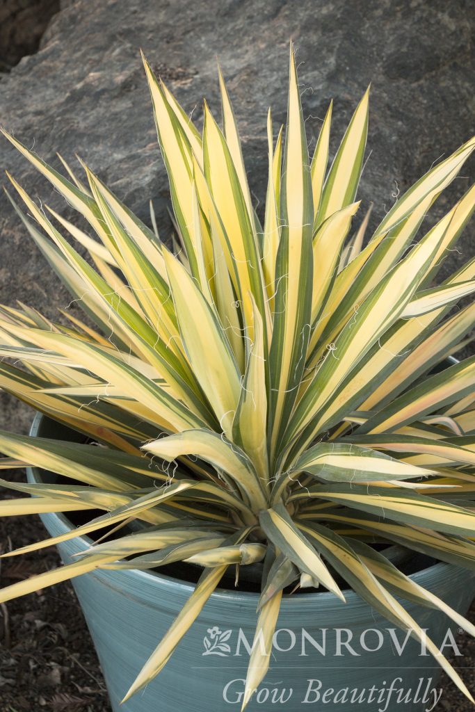YUCCA COLOR GUARD 3 GAL