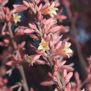 YUCCA HESPERALOE RED 5 GAL