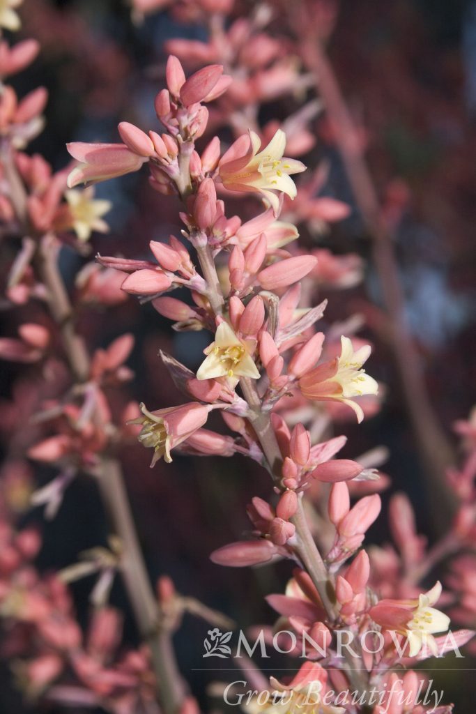 YUCCA HESPERALOE RED 5 GAL