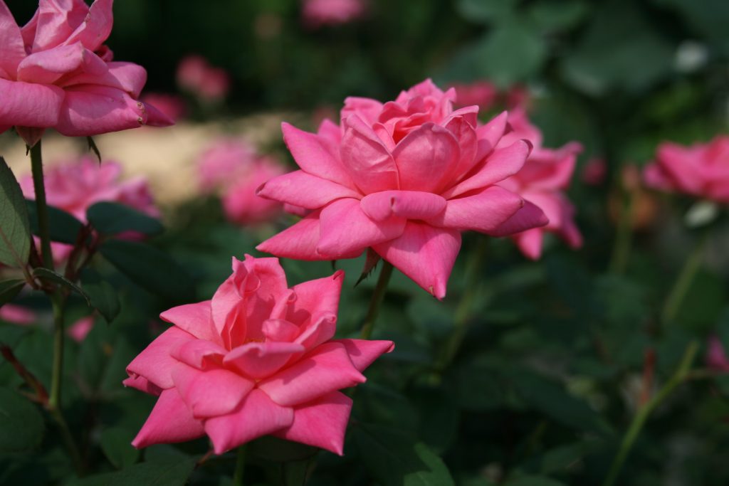 ROSE KNOCK OUT DBL PINK 3 GAL