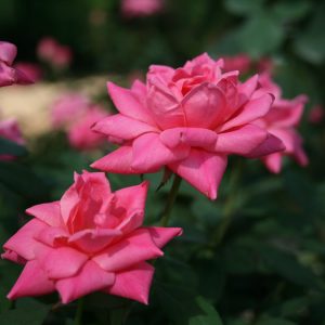 ROSE KNOCK OUT DBL PINK 3 GAL
