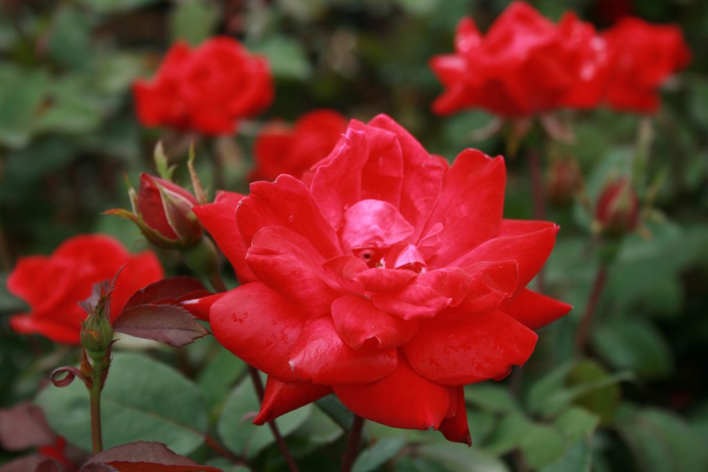 ROSE KNOCK OUT DBL RED 3 GAL