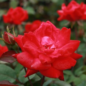 ROSE KNOCK OUT DBL RED 3 GAL
