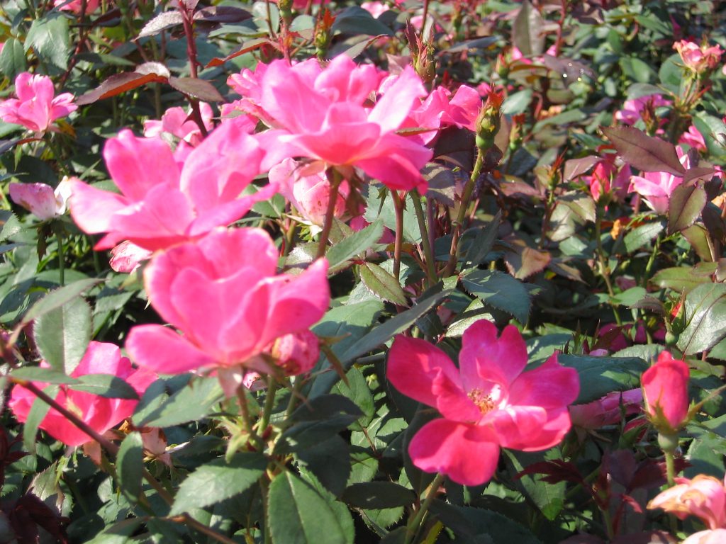ROSE KNOCK OUT PINK 3 GAL
