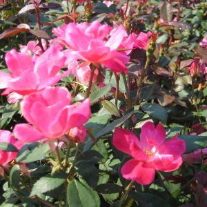 ROSE KNOCK OUT PINK 3 GAL