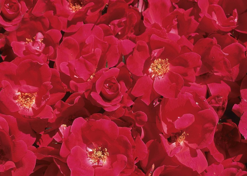 ROSE KNOCK OUT RED 3 GAL