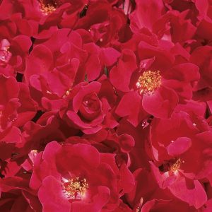 ROSE KNOCK OUT RED 3 GAL