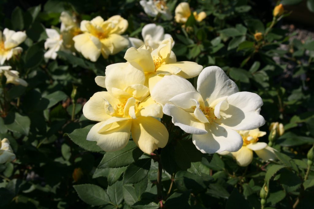 ROSE KNOCK OUT 'SUNNY' 3 GAL