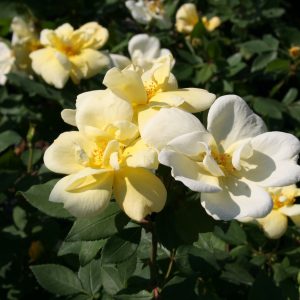 ROSE KNOCK OUT 'SUNNY' 3 GAL