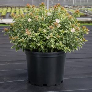 ABELIA RADIANCE 3 GAL