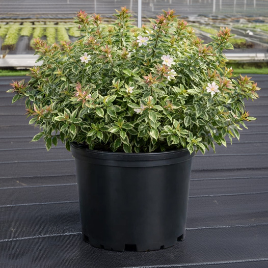 ABELIA RADIANCE 3 GAL