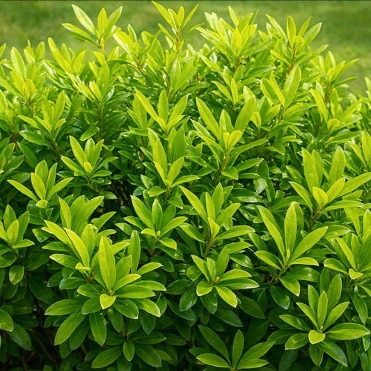 ANISE 15 GAL