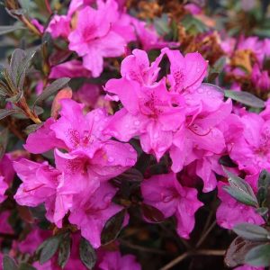 AZALEA ENCORE AMETHYST 3 GAL