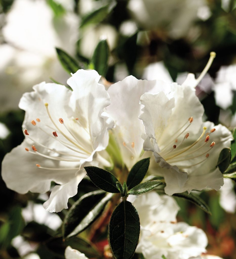 AZALEA ENCORE ANGEL 3 GAL