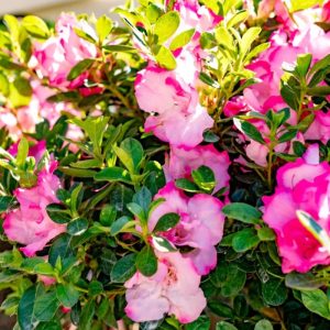 AZALEA ENCORE AUTUMN KISS 3 GAL