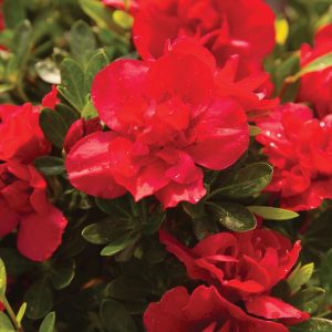 AZALEA ENCORE BONFIRE 3 GAL