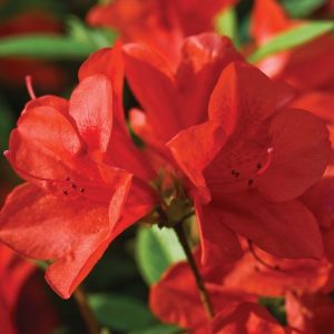 AZALEA ENCORE BRAVO 3 GAL