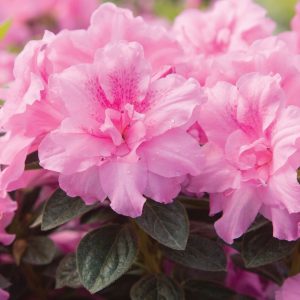 AZALEA ENCORE CARNATION 3 GAL