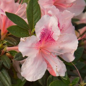 AZALEA ENCORE CHIFFON 3 GAL