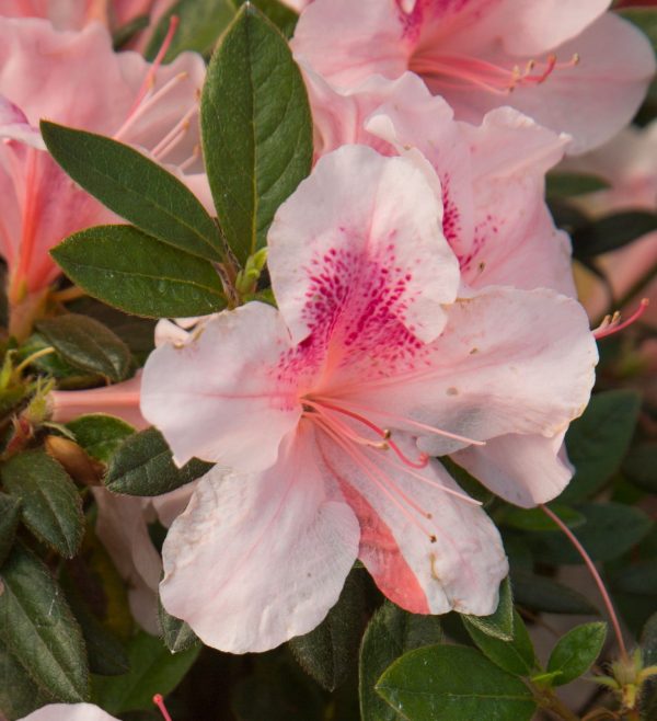 AZALEA ENCORE CHIFFON 3 GAL