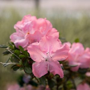 AZALEA ENCORE DEBUTANTE 3 GAL