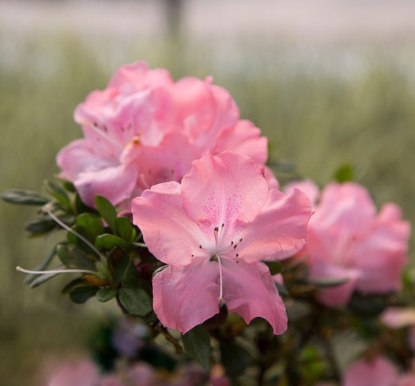 AZALEA ENCORE DEBUTANTE 3 GAL