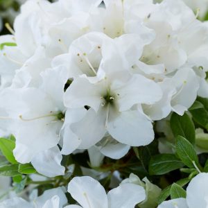 AZALEA ENCORE DOVE 3 GAL