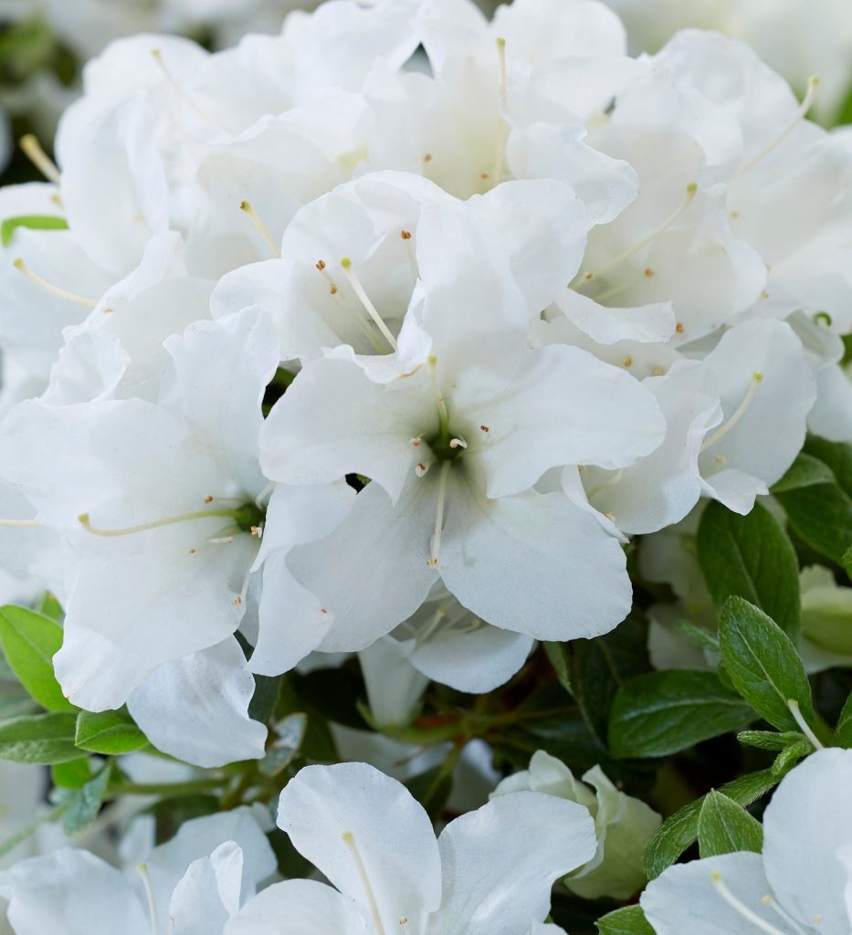 AZALEA ENCORE DOVE 3 GAL