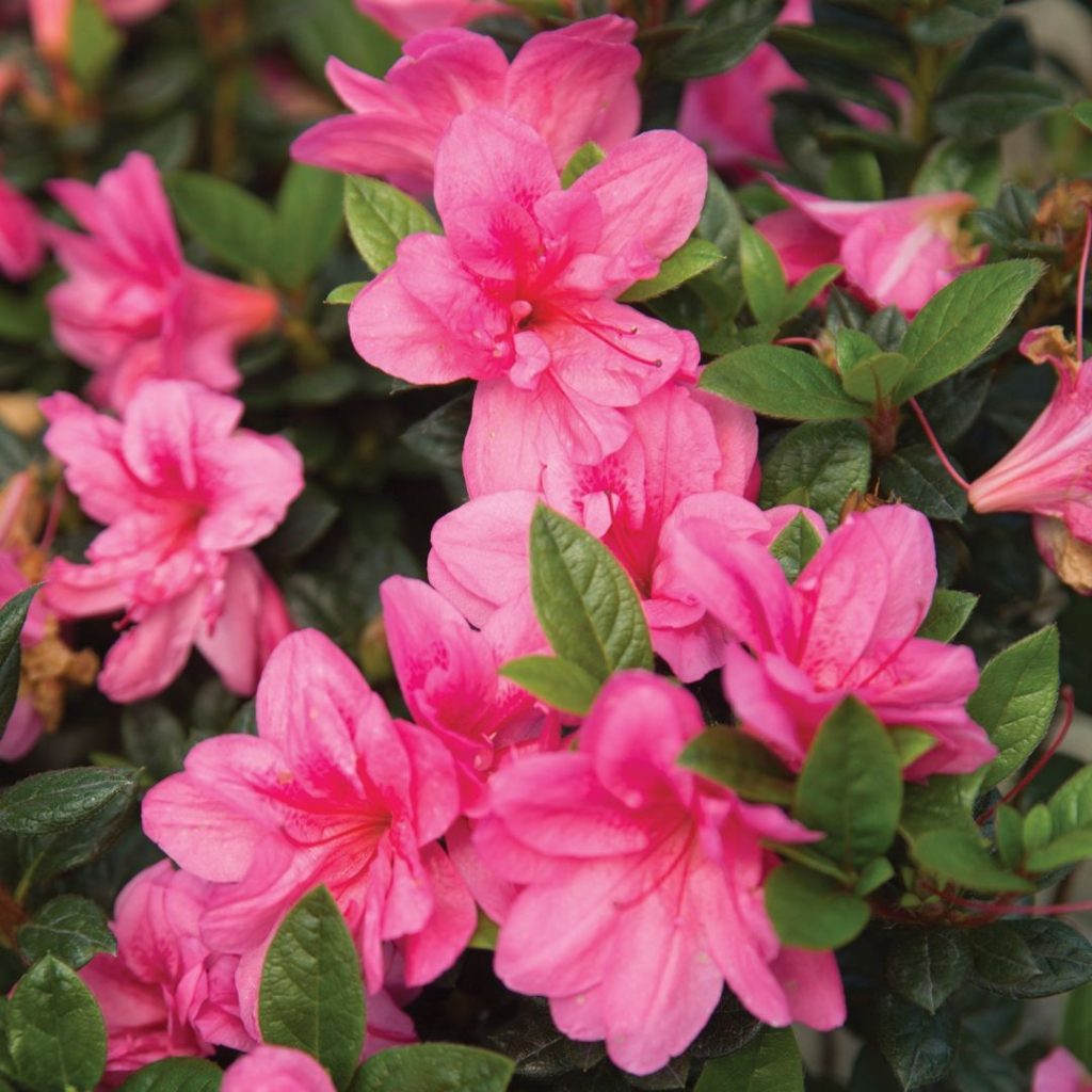 AZALEA ENCORE EMPRESS 3 GAL