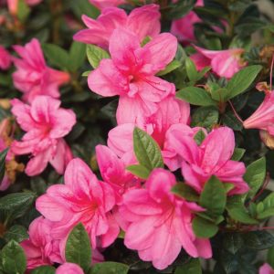 AZALEA ENCORE EMPRESS 3 GAL