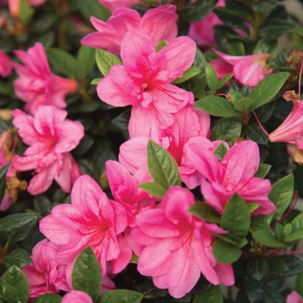AZALEA ENCORE EMPRESS 3 GAL