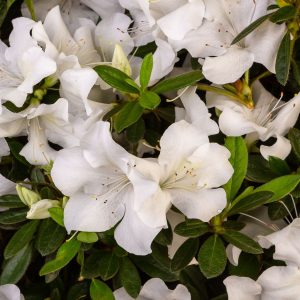 AZALEA ENCORE IVORY 3 GAL