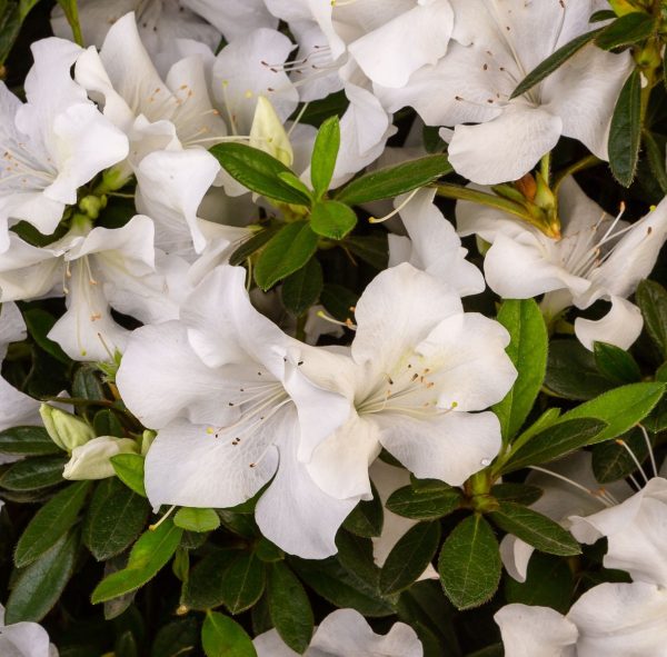 AZALEA ENCORE IVORY 3 GAL