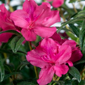 AZALEA ENCORE JEWEL 3 GAL
