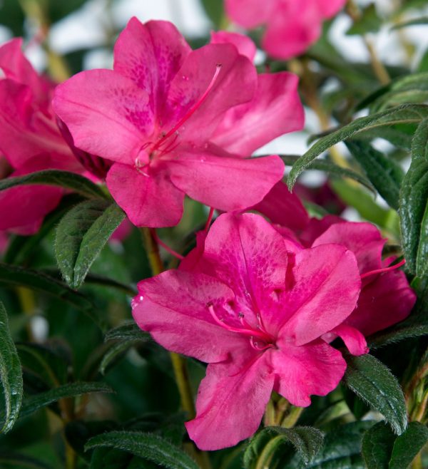 AZALEA ENCORE JEWEL 3 GAL