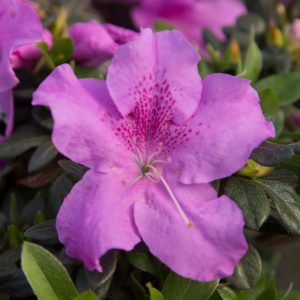 AZALEA ENCORE AUTUMN LILAC 3 GAL