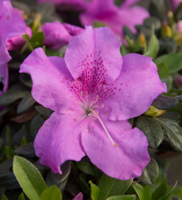AZALEA ENCORE AUTUMN LILAC 3 GAL