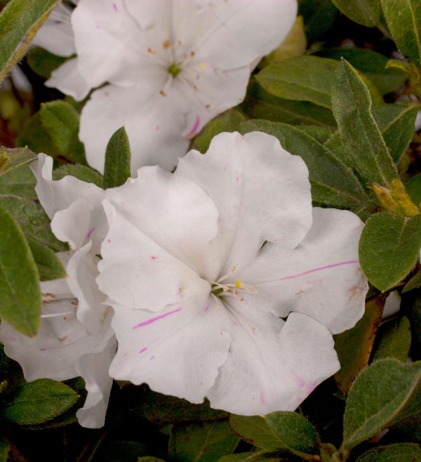 AZALEA ENCORE AUTUMN LILY 3 GAL