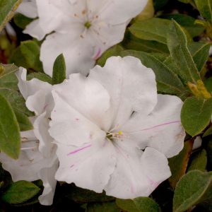 AZALEA ENCORE AUTUMN LILY 7 GAL