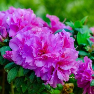 AZALEA ENCORE MAJESTY 3 GAL