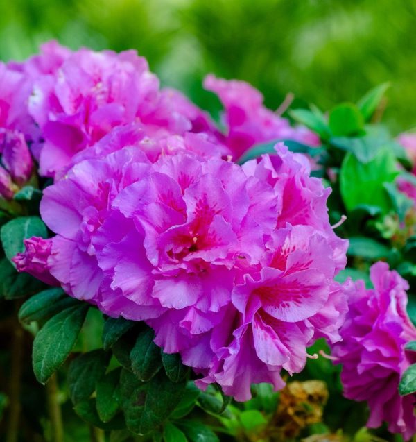 AZALEA ENCORE MAJESTY 3 GAL