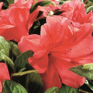 AZALEA ENCORE MONARCH 3 GAL