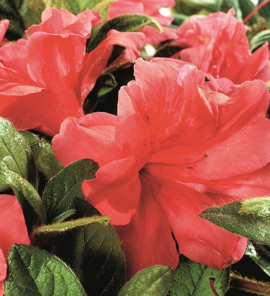 AZALEA ENCORE MONARCH 3 GAL