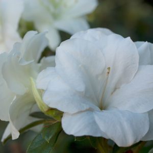 AZALEA ENCORE MOONLIGHT 3 GAL