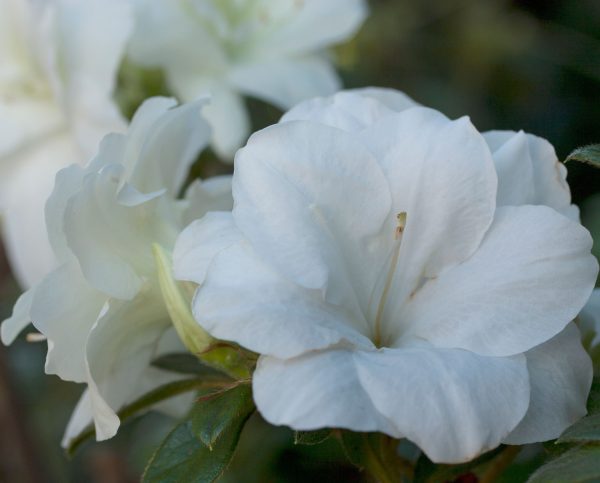 AZALEA ENCORE MOONLIGHT 3 GAL