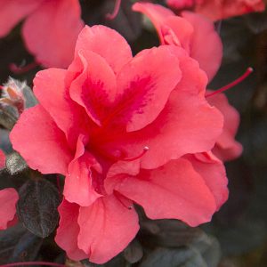 AZALEA ENCORE PRINCESS 3 GAL